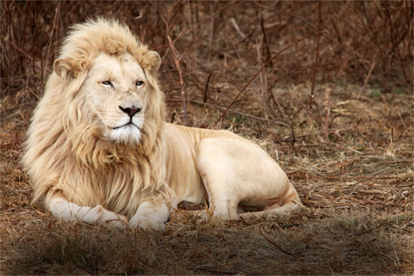 lion-blog – THE NAD PARTNERSHIP